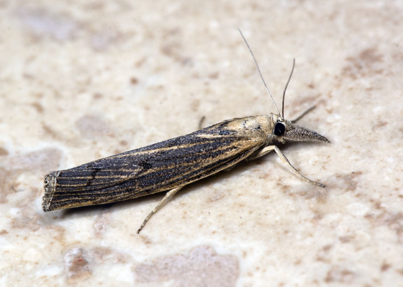 Crambidae: Pediasia contaminella (cfr)